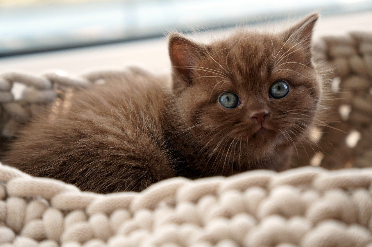 The Gentle Nature of the Exotic Shorthair